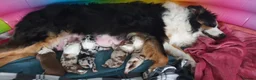 Australian Shepherd dogs for sale: Australian sheperd puppys for sale - Advert 4
