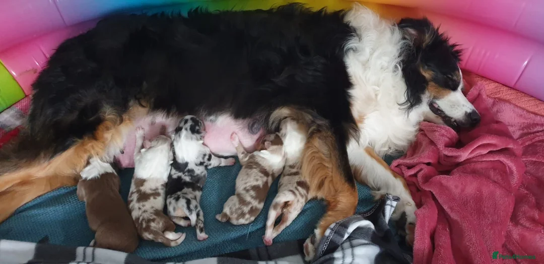 Australian Shepherd dogs for sale: Australian sheperd puppys for sale - Advert 4