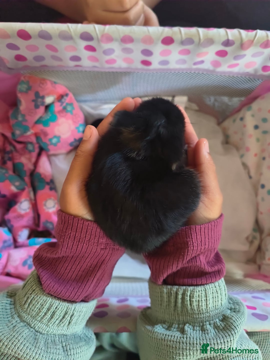 Mixed Breed rabbits for sale: Adorable Baby Bunnies Looking for Loving Homes 🐇 - Image 1