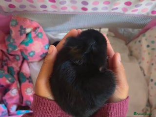 Mixed Breed rabbits - Advert 29