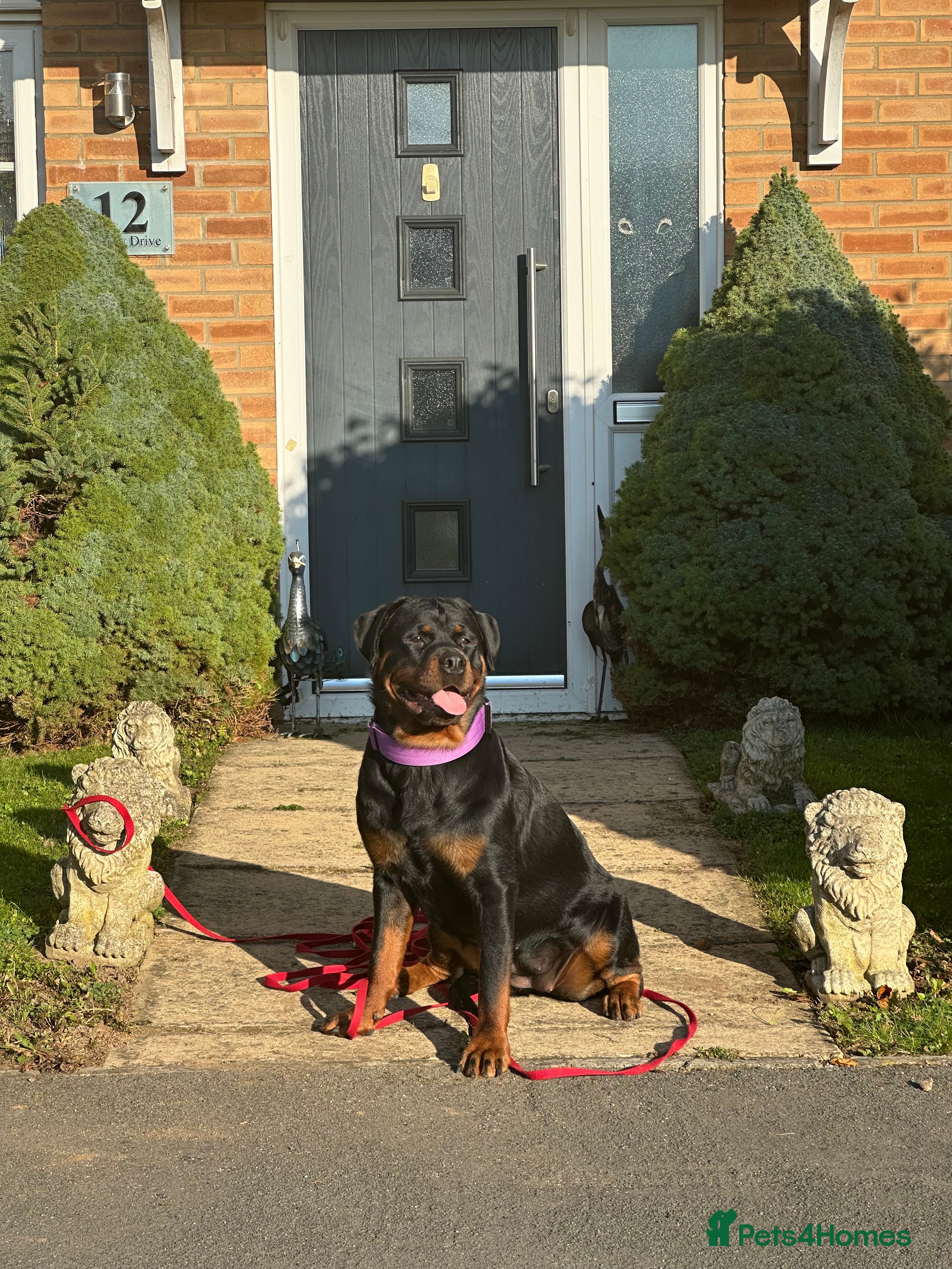 Rottweiler dogs Beautiful Rottweiler puppies  - Advert 1