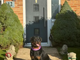 Rottweiler dogs Beautiful Rottweiler puppies - Advert 1