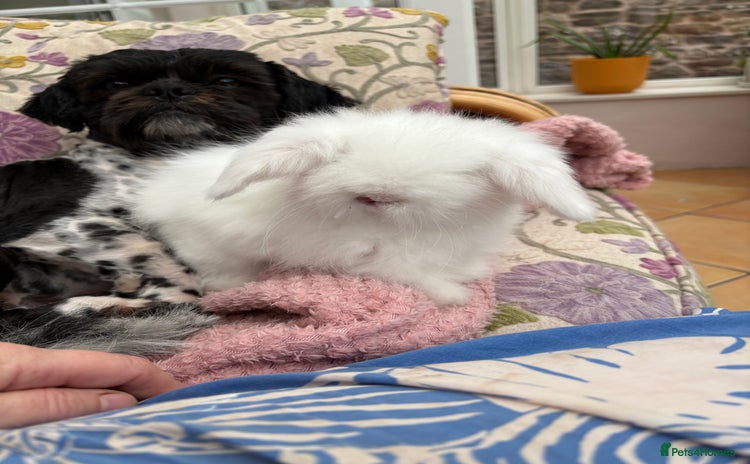 Mini Lop rabbits - Advert 3