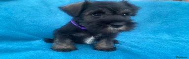 Miniature Schnauzer 2