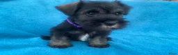 Miniature Schnauzer dogs for sale: Miniature schnauzer  - Advert 8