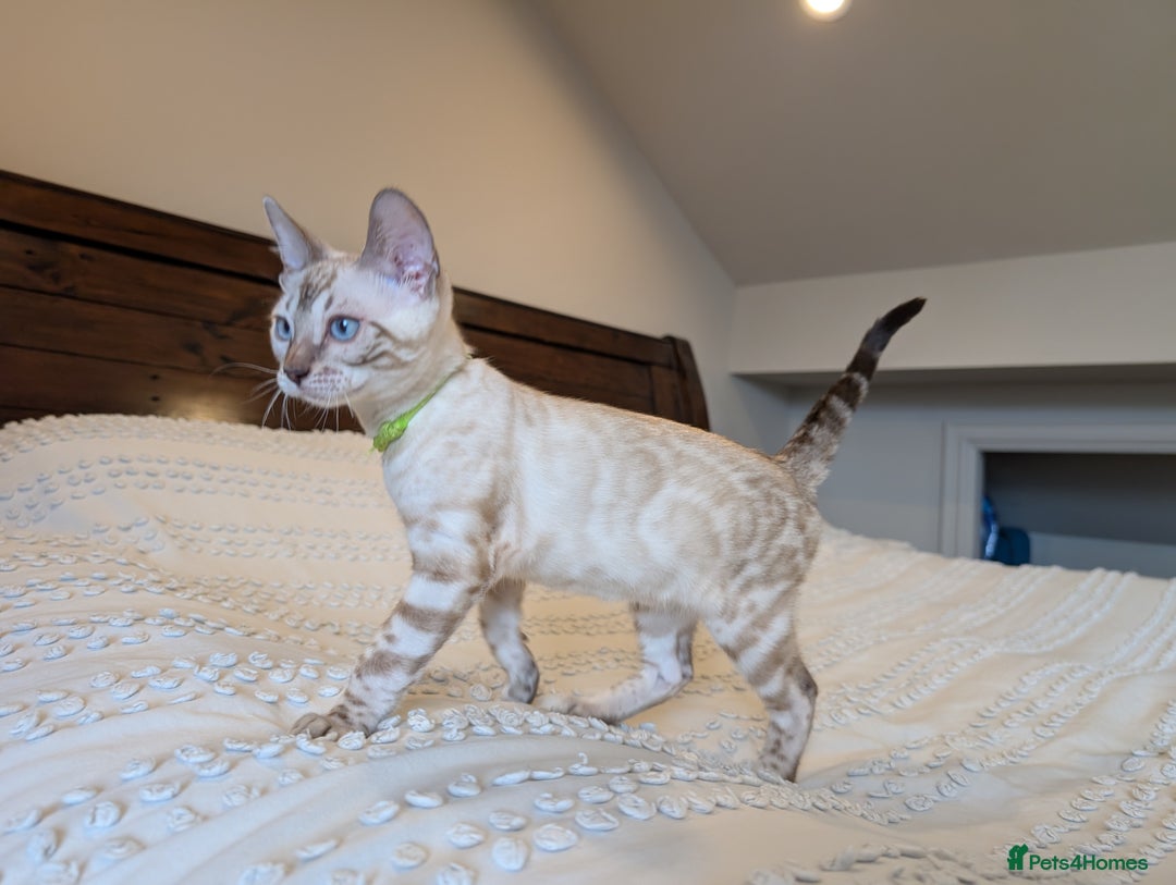 Bengal cats for sale: 🤍🖤🩶 Bengal Kittens 🩶🖤🤍 in Barnoldswick - Image 34