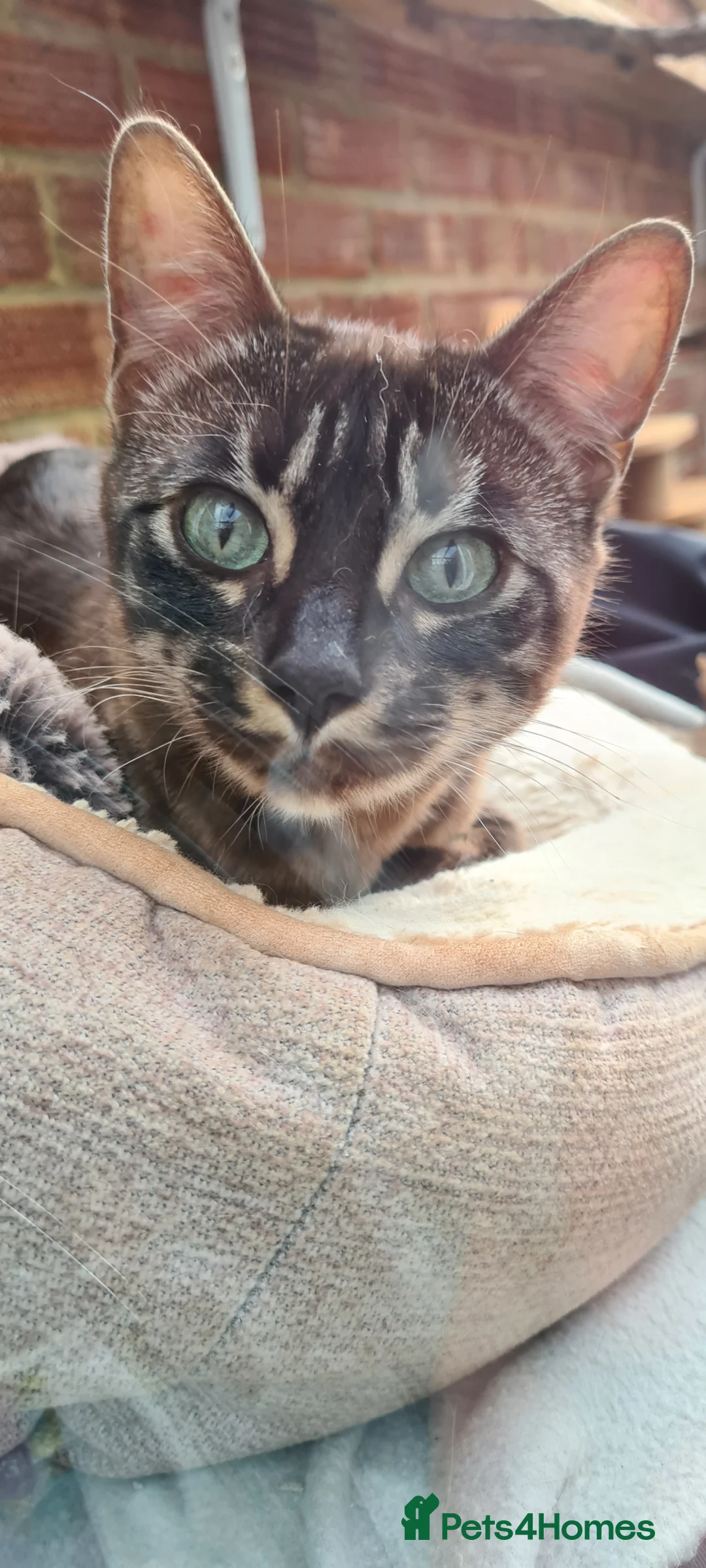 Bengal cats for sale: Unique bengal/abysinnian kittens - Advert 11