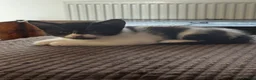 Mixed Breed cats for sale: Three adorable kittens looking for their new home in Goole - Advert 5