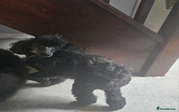 Toy Poodle dogs for sale: Adorable toy female - Image 2