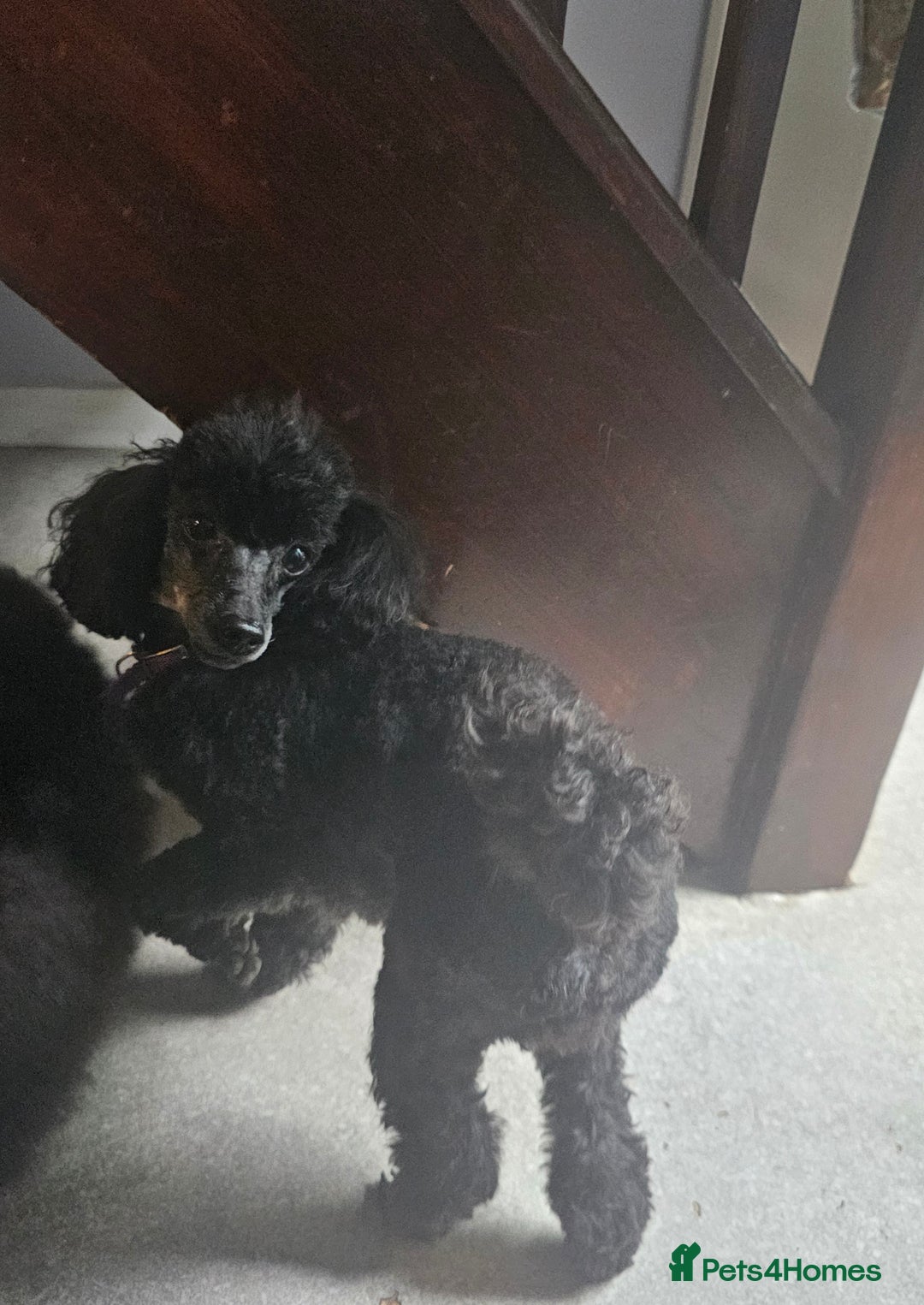 Toy Poodle dogs for sale: Adorable toy female - Image 2