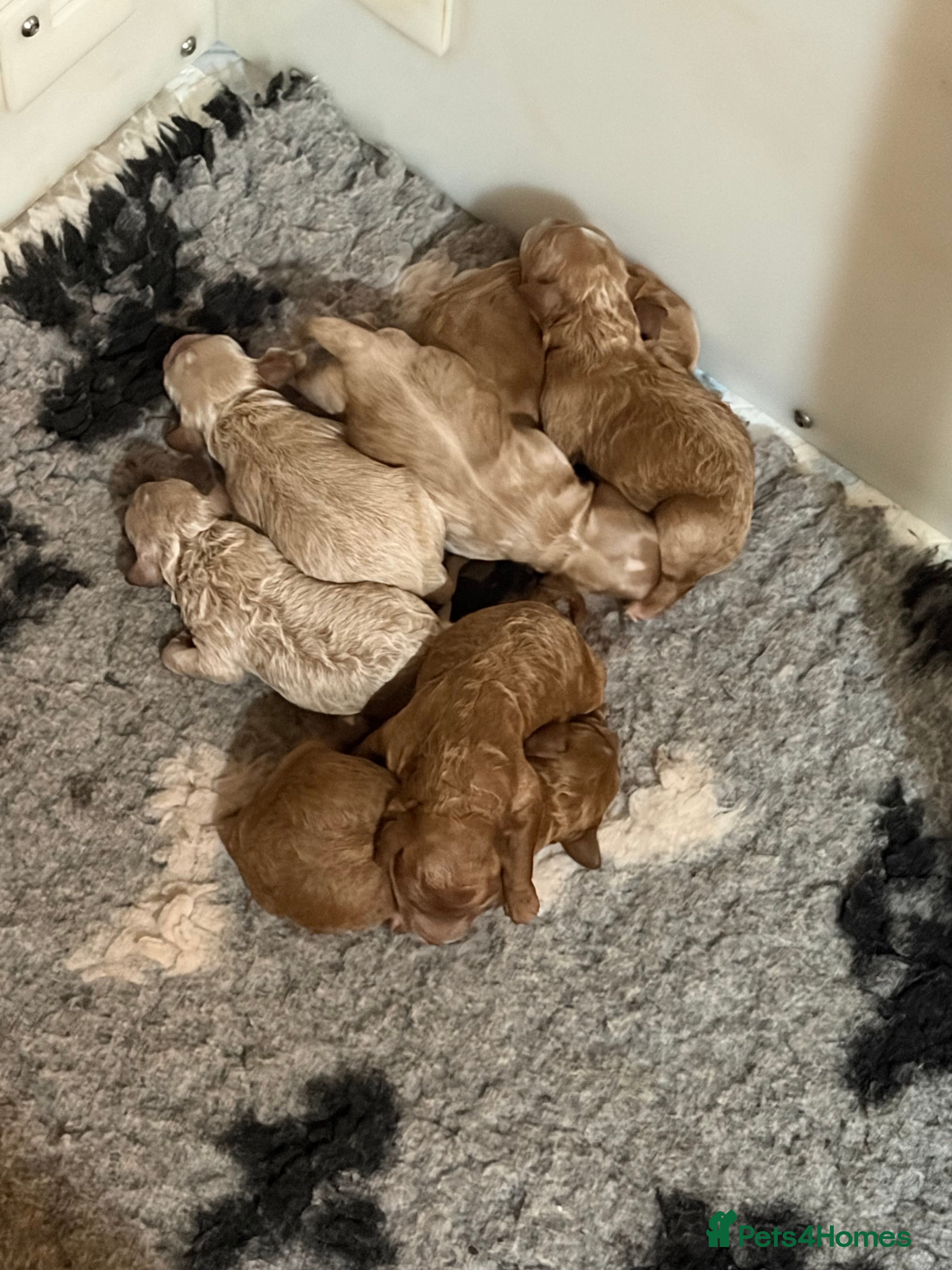 Cavapoo dogs Cavapoo f1b - Advert 2