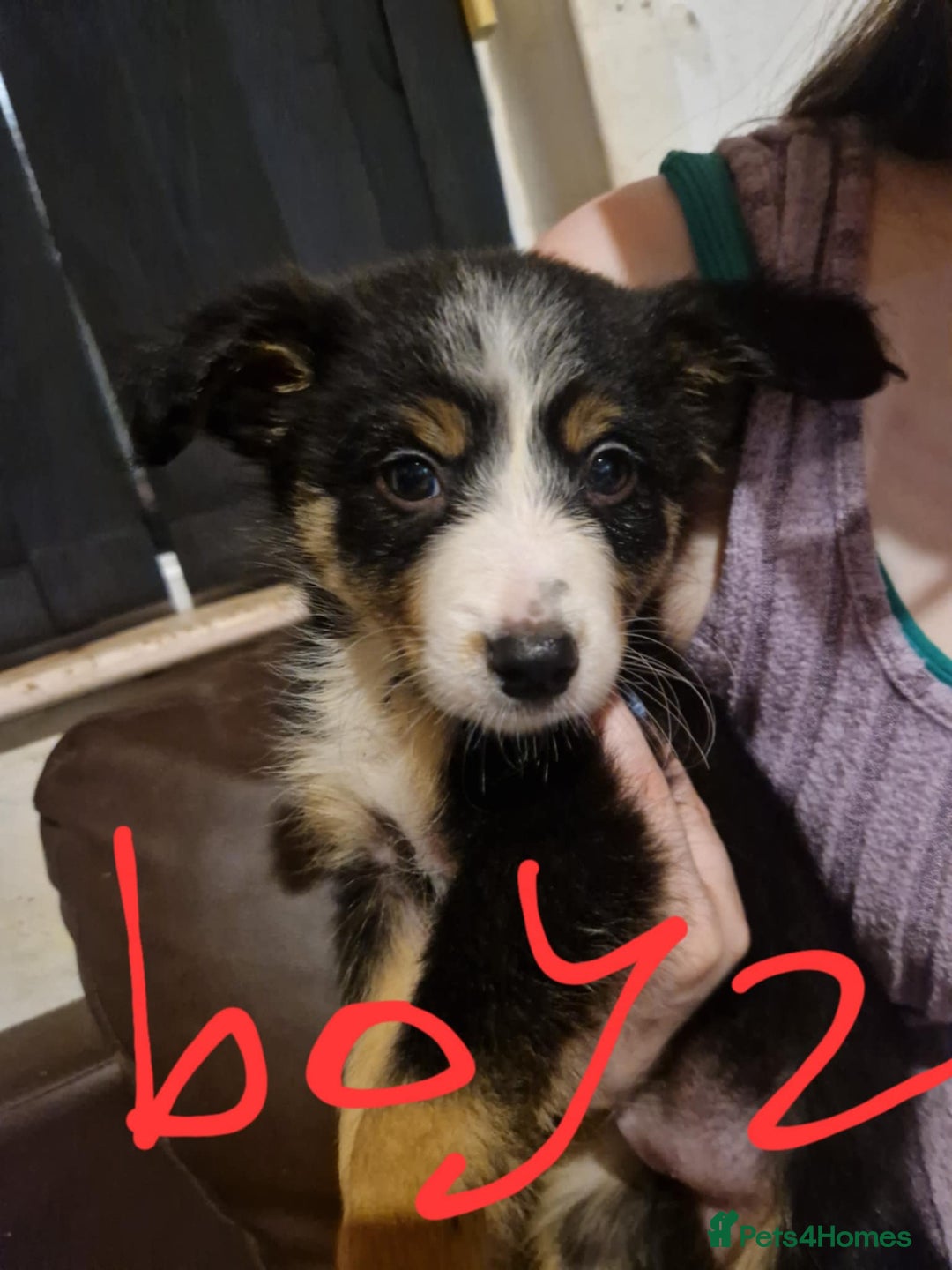 Border Collie dogs for sale: Border collie pups - Image 3