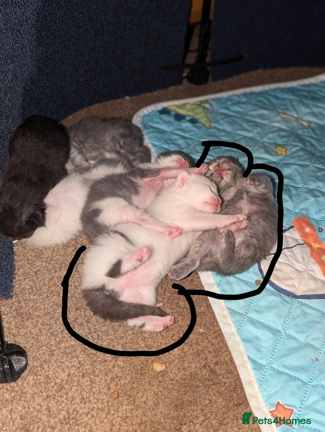 Mixed Breed cats for sale: 🐾 Last 2 kittens available – 1 boy, 1 girl 🐾   in Witham - Advert 2