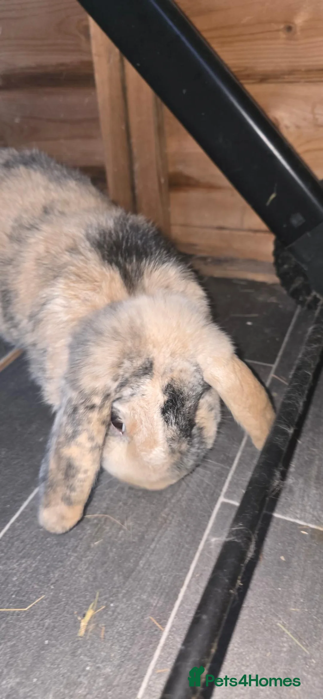 Mini Lop rabbits for sale: Male rabbit 8 months old  - Advert 2