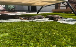 Miniature Dachshund dogs for sale: READY NOW. Miniature long hair dachshund 🤍 - Image 20