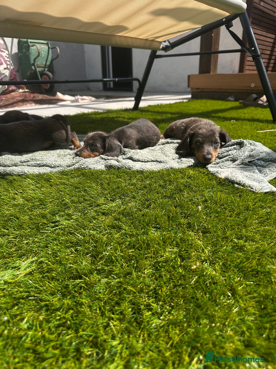 Miniature Dachshund dogs for sale: READY NOW. Miniature long hair dachshund 🤍 - Image 20