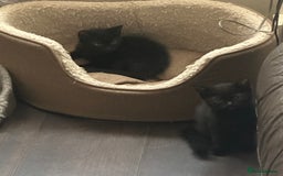 Domestic Shorthair cats for sale: Kittens For Sale! - Image 8