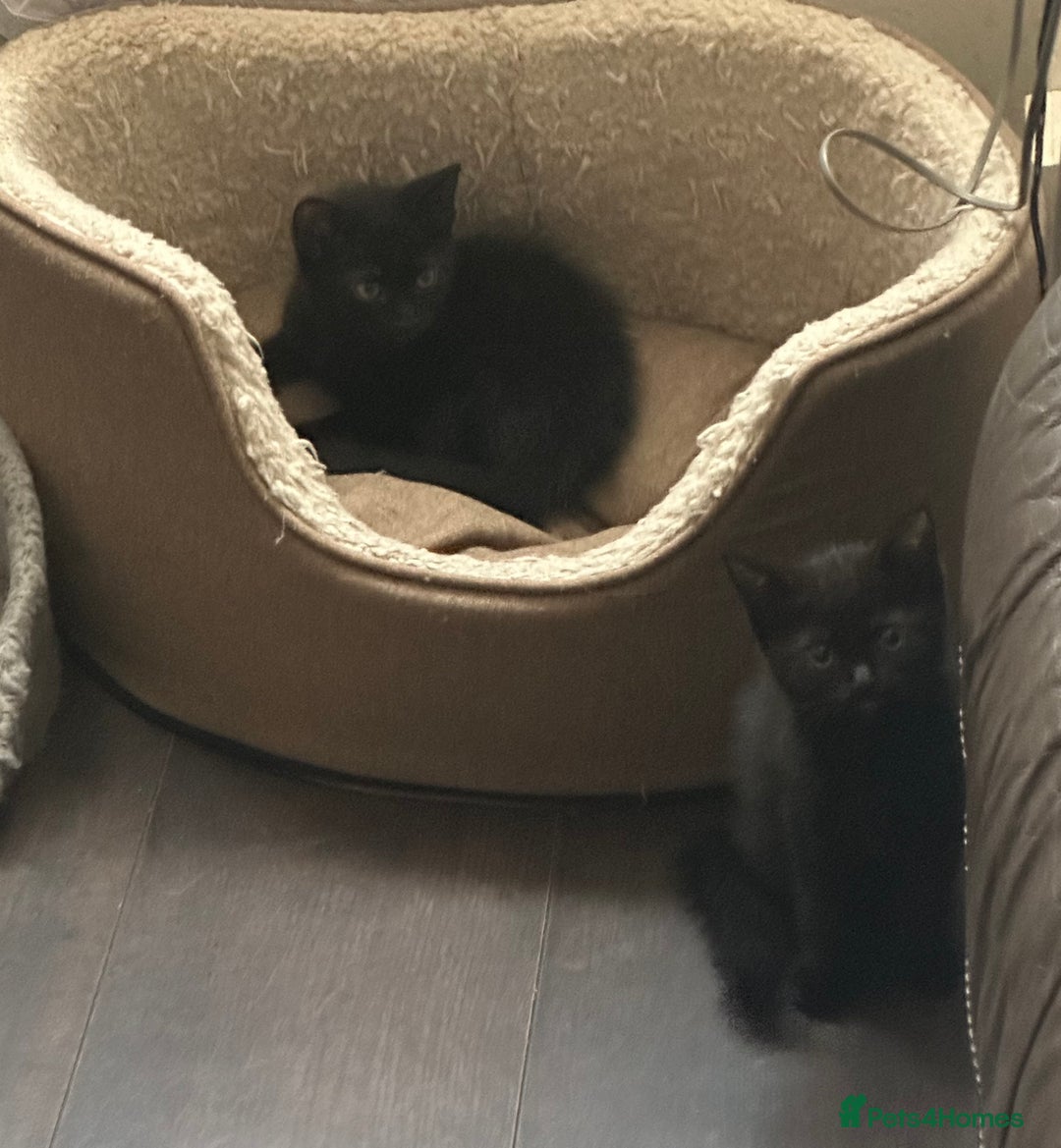 Domestic Shorthair cats for sale: Kittens For Sale! - Image 8