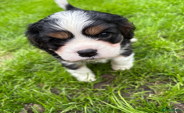 Cavalier King Charles Spaniel dogs - Advert 3