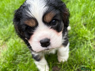 Cavalier King Charles Spaniel dogs - Advert 7