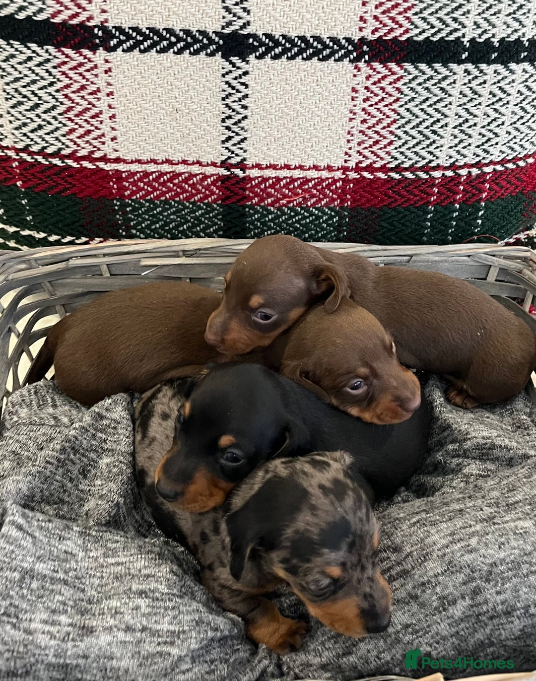Miniature Dachshund dogs for sale: Beautiful true kc reg miniature dachshunds - Advert 3