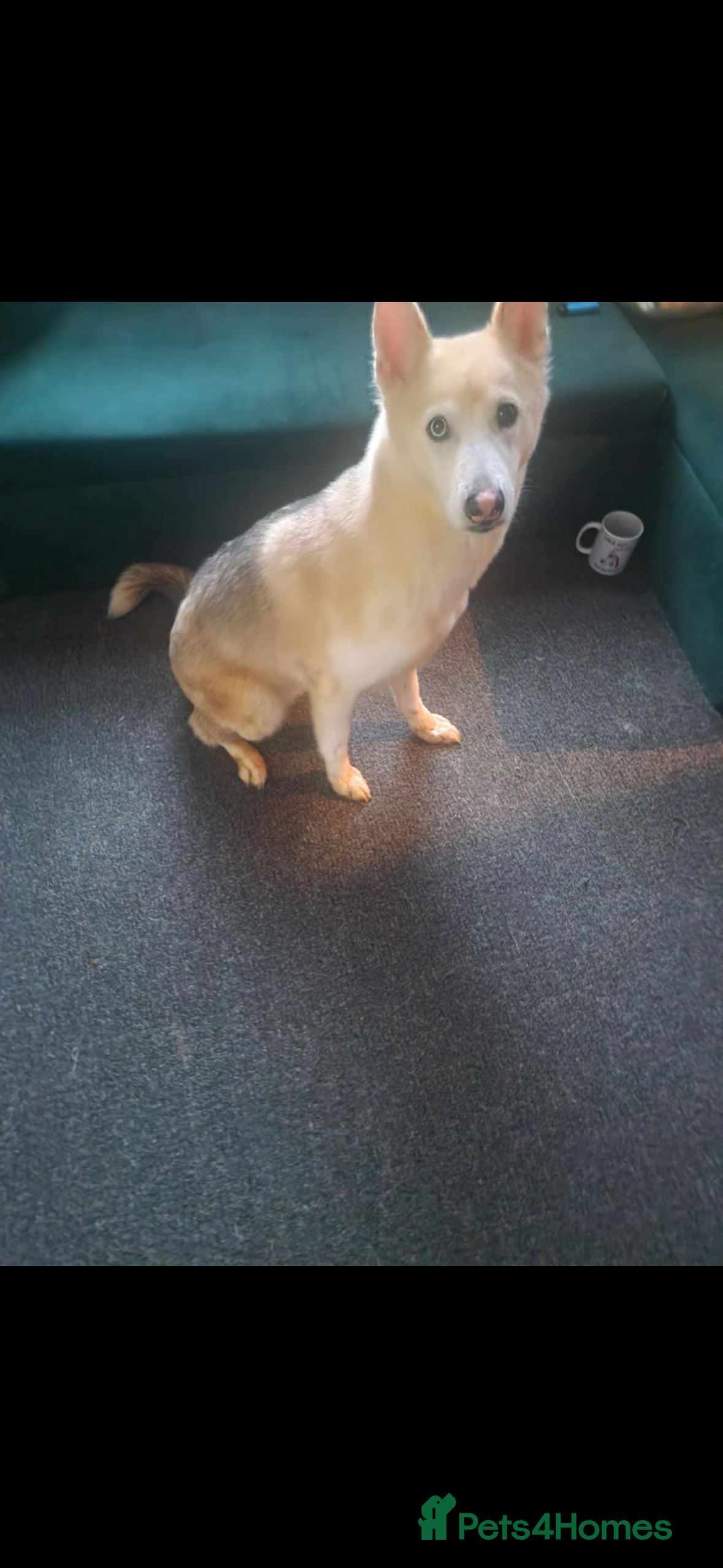 Shepsky dogs Free to good home husky’s German shepherd  - Advert 2