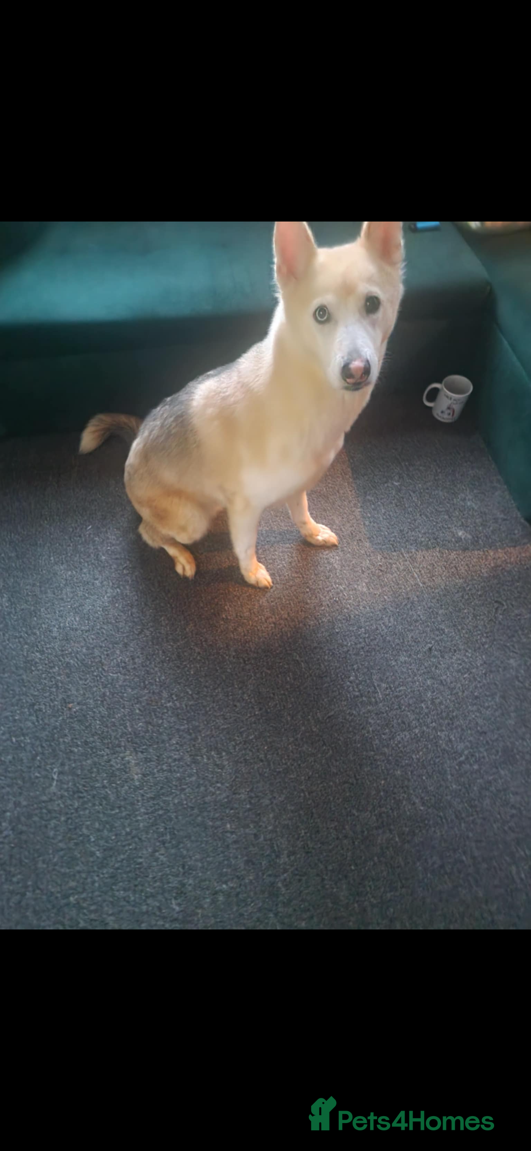 Shepsky dogs for sale:  **  husky’s German shepherd  - Advert 1