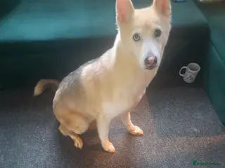 Shepsky dogs ** husky’s German shepherd - Advert 13