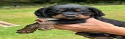 Cocker Spaniel dogs for sale: Working cocker spaniel puppies KC REGISTERED - Advert 9