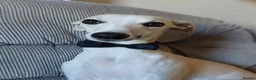 Whippet dogs for stud: Kawrsing Whippets  - Advert 3