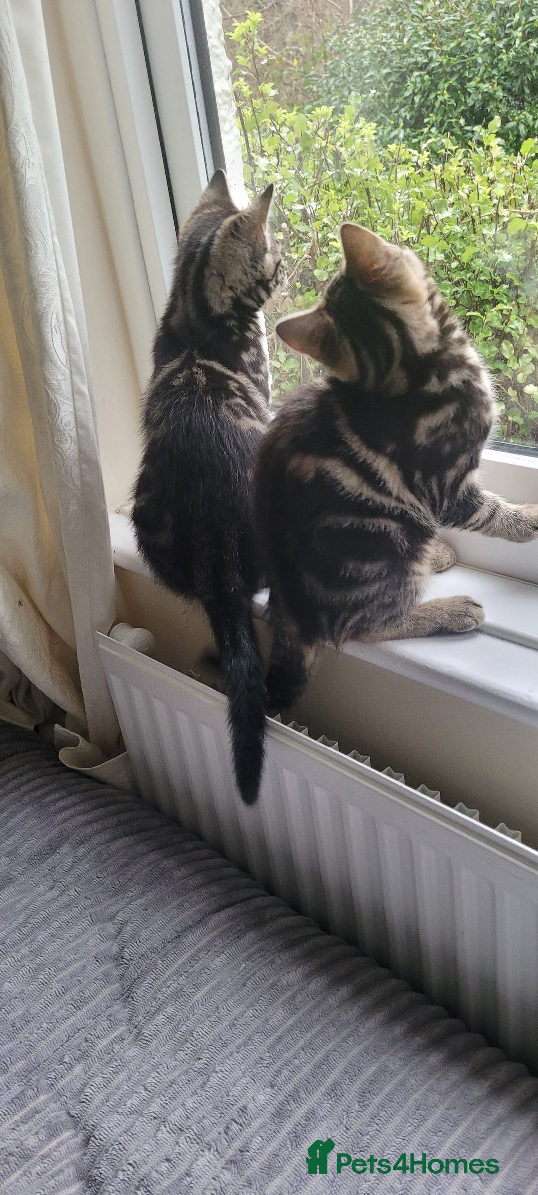 Domestic Shorthair cats for sale: Boy and girl adorable playful kittenns - Advert 7