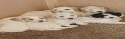 Cockapoo dogs for sale: F2 Cockapoo pups in Penrith - Advert 6
