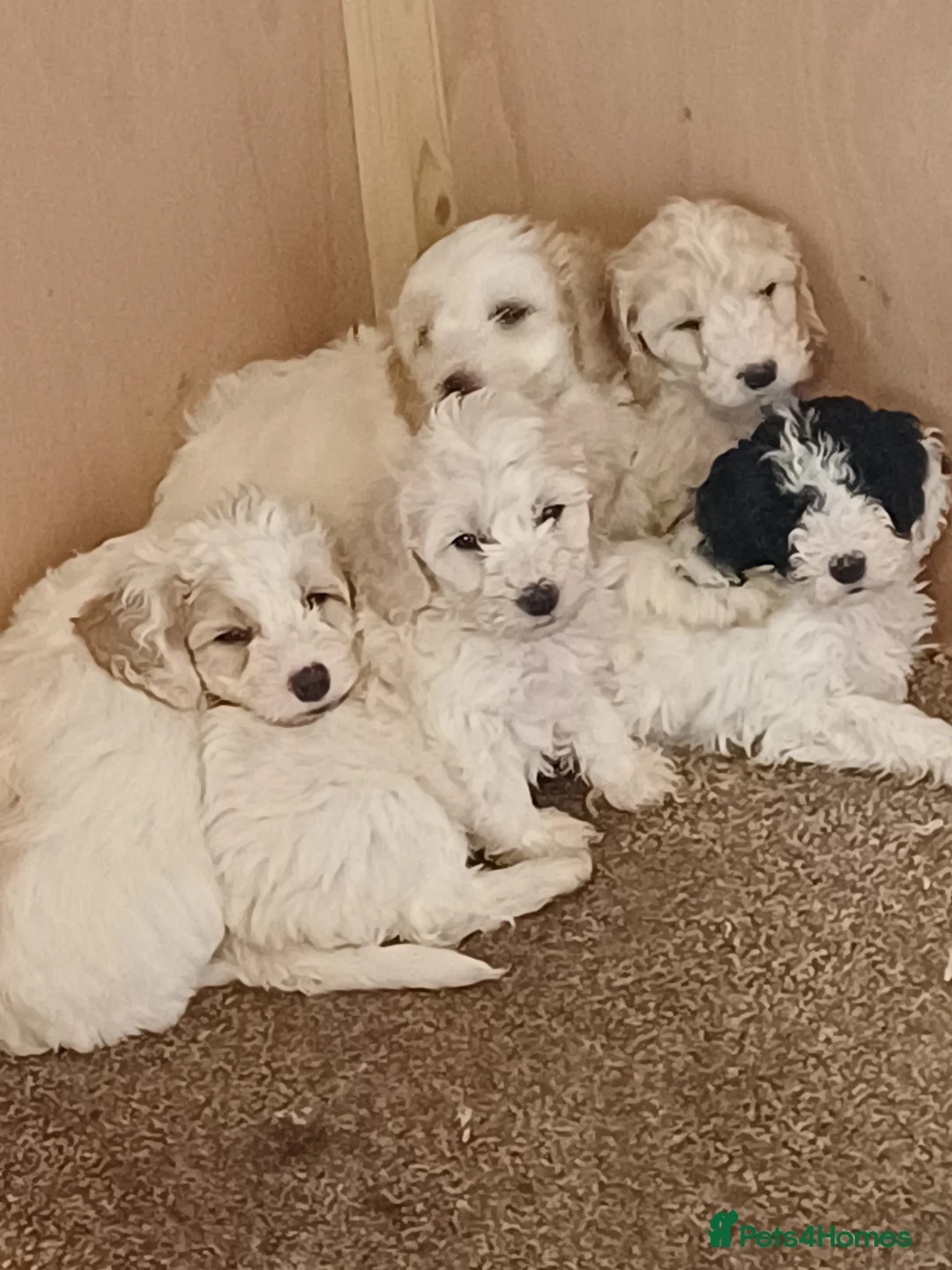 Cockapoo dogs for sale: F2 Cockapoo pups in Penrith - Advert 6