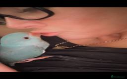 Ringnecks birds for sale: Male Hand reared Clear Tail Indian Ringneck - Image 1