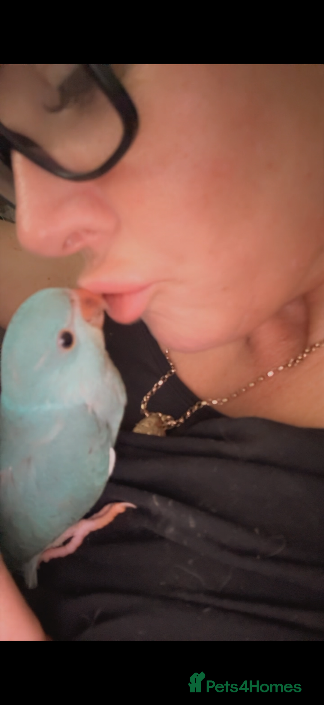 Ringnecks birds for sale: Male Hand reared Clear Tail Indian Ringneck - Image 1