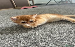 British Shorthair cats for sale: ‼️‼️BSH Chocolate Golden Shaded 1 BOY - Image 9