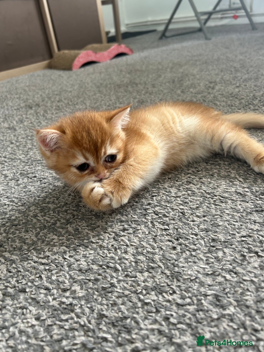 British Shorthair cats for sale: ‼️‼️BSH Chocolate Golden Shaded 1 BOY - Image 9
