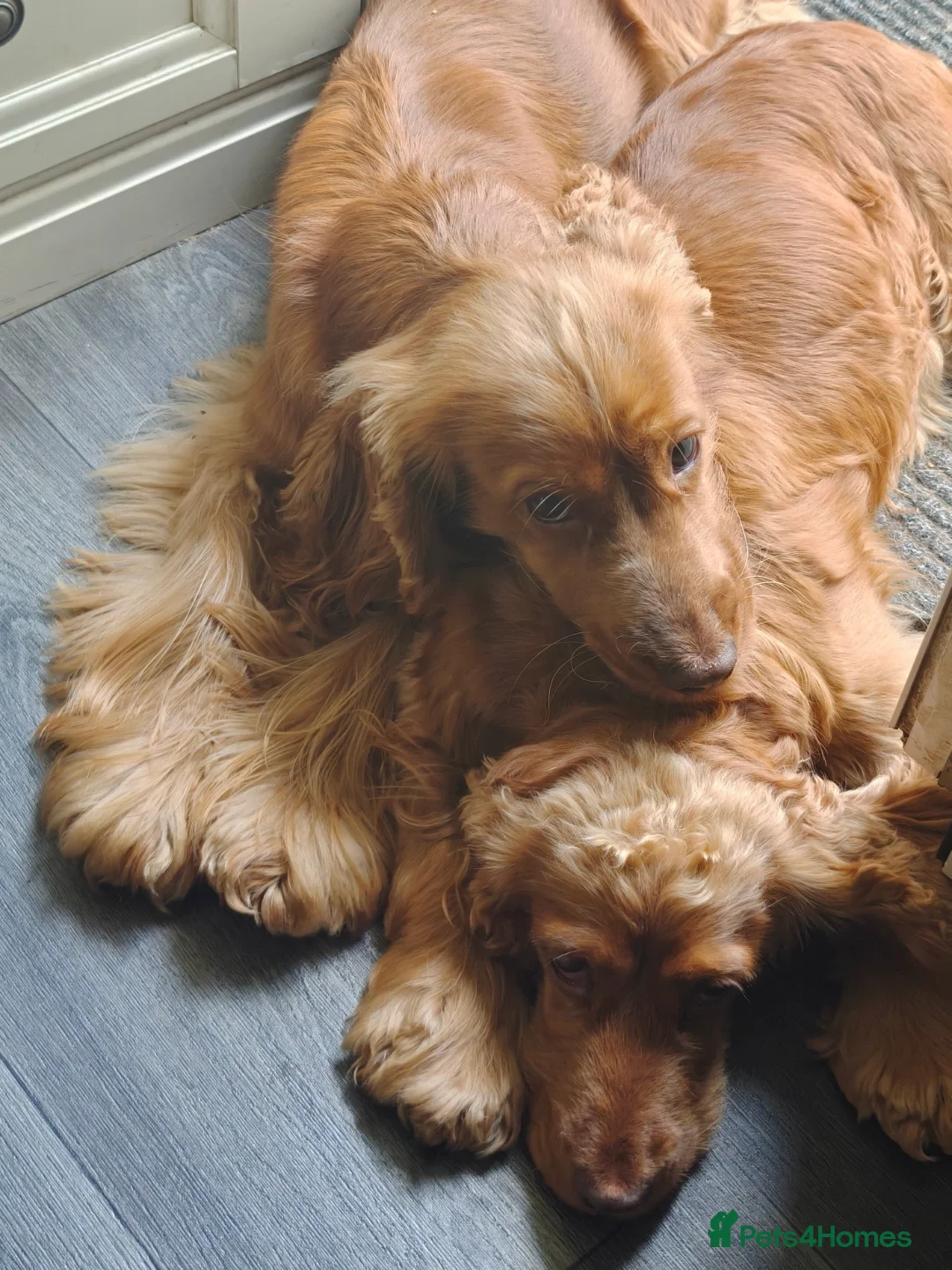 Cocker Spaniel dogs for sale: Two Cocker spaniel dogs. Girl and Boy - Advert 5