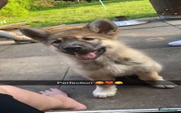 Saarloos Wolfdog dogs for stud: For stud - Image 6