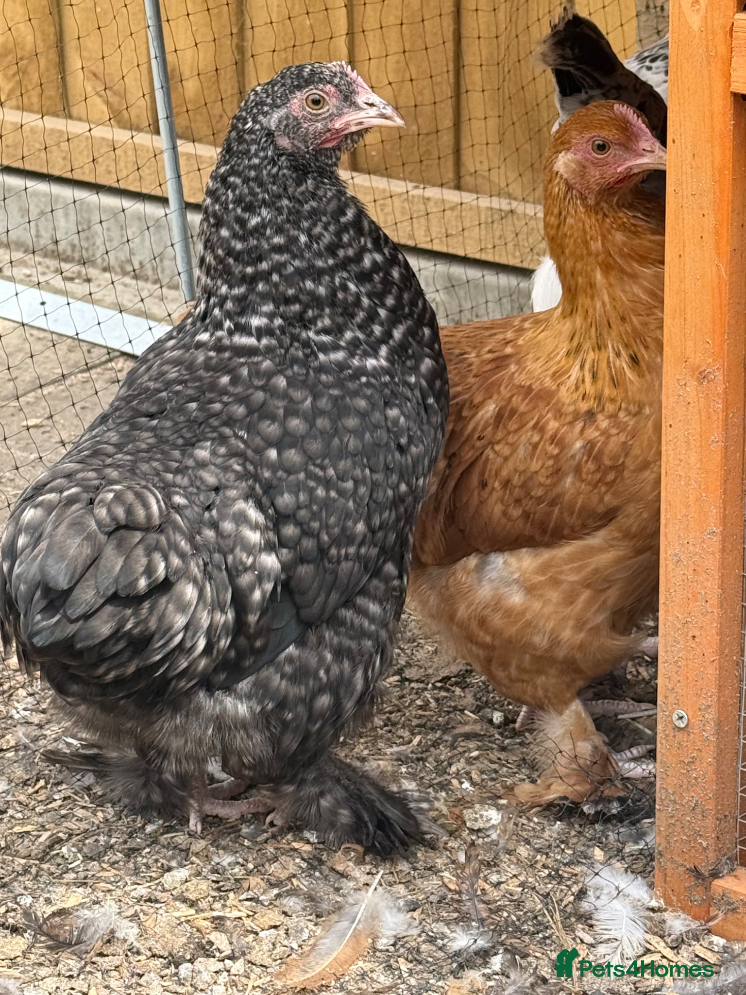 Chickens poultry Hens  - Advert 1