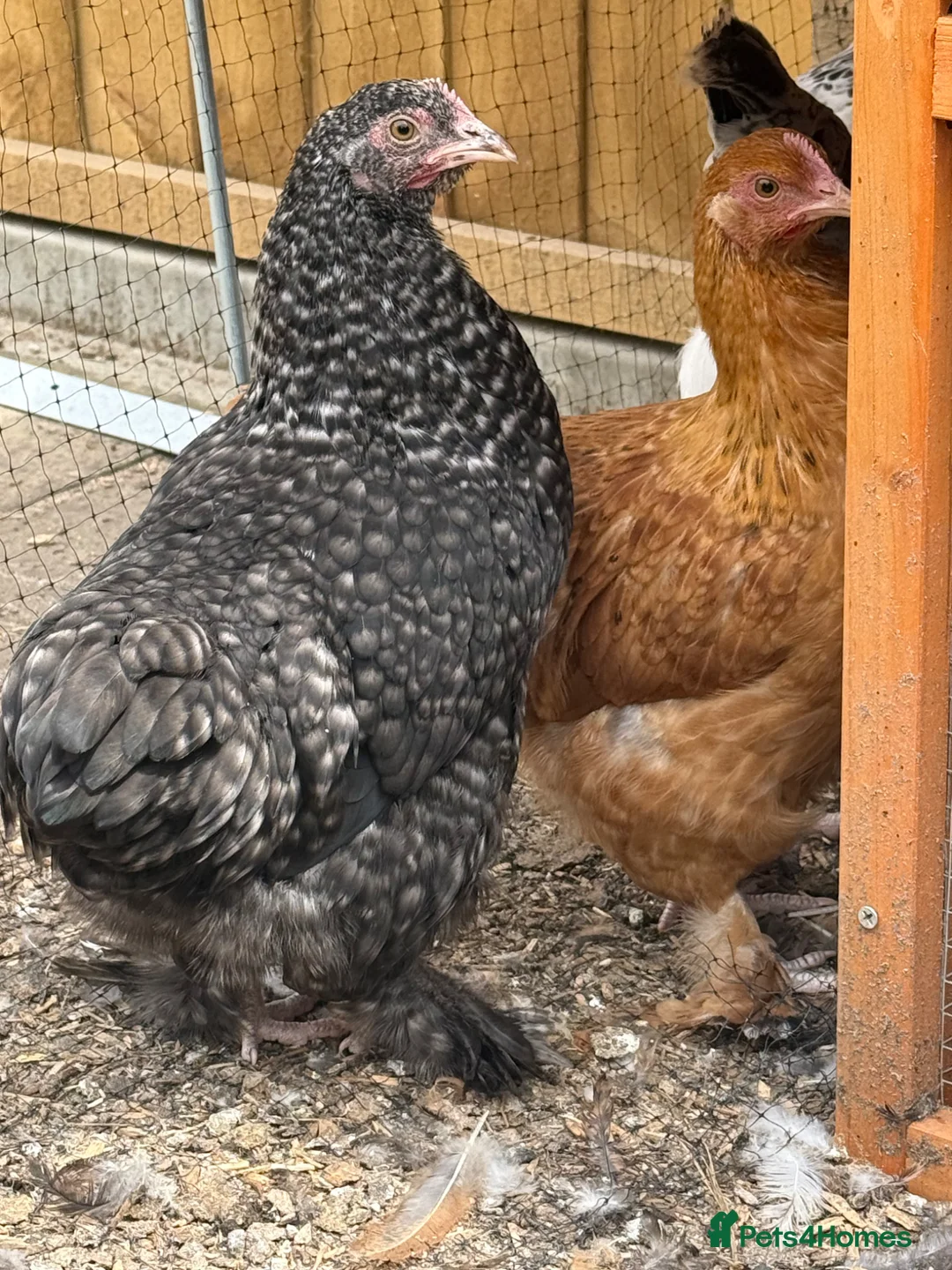 Chickens poultry for sale: Hens  - Advert 1