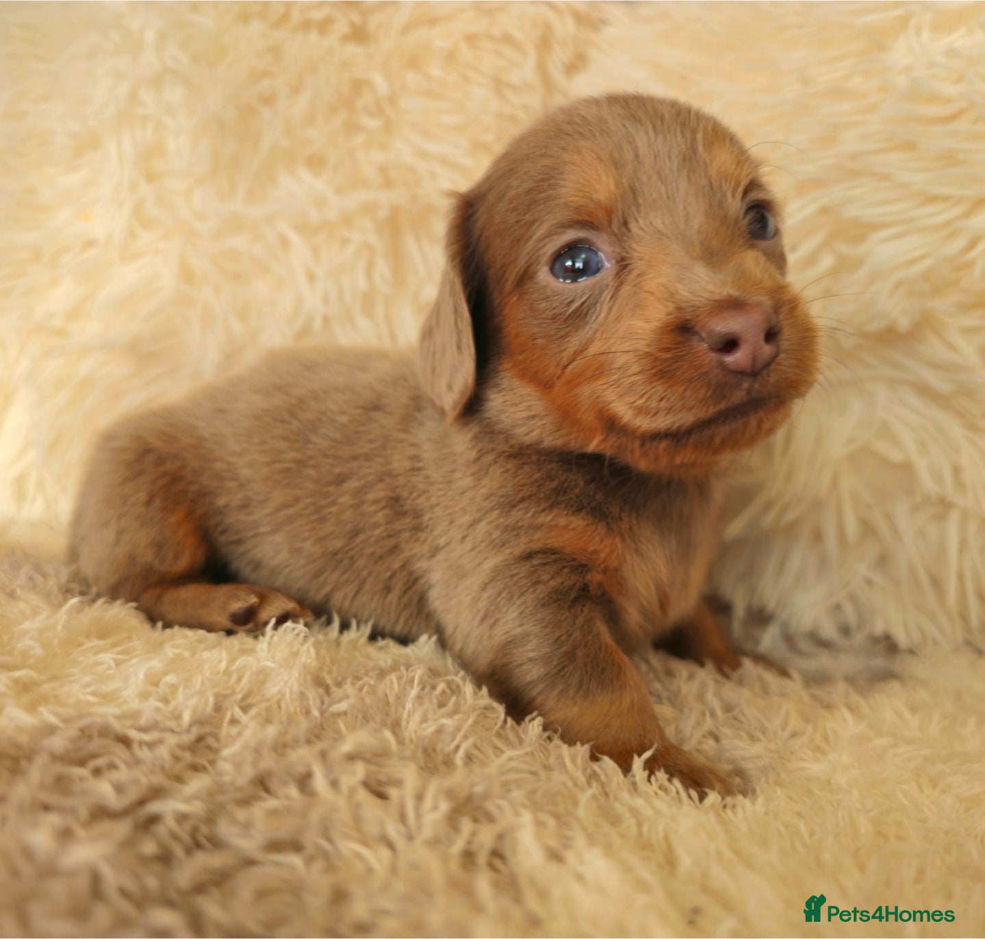 Miniature Dachshund dogs READY FRIDAY 19TH DEC  - Advert 2