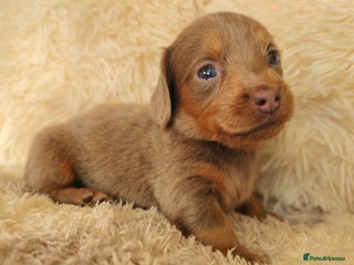 Miniature Dachshund dogs READY FRIDAY 19TH DEC - Advert 10