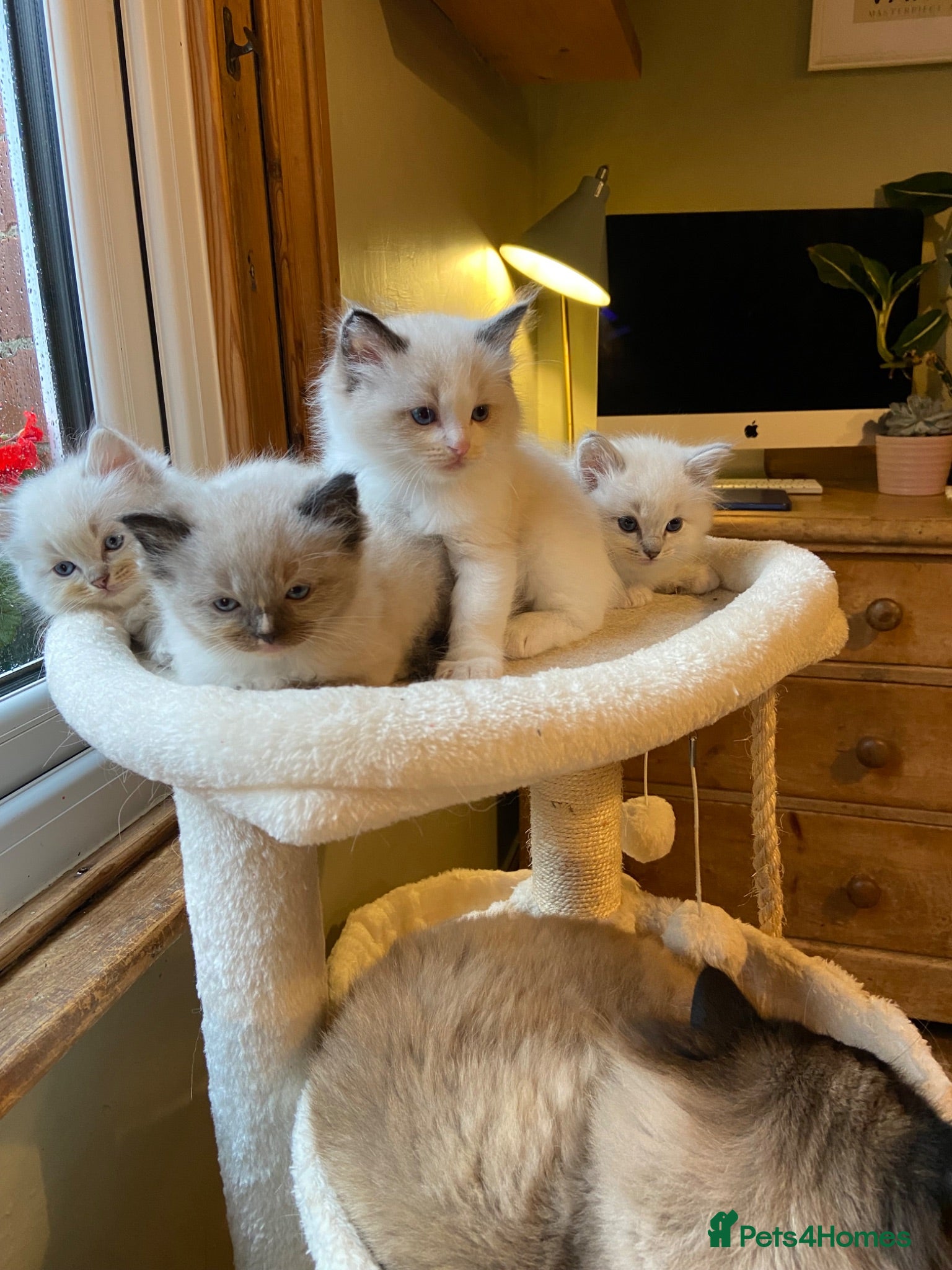 Ragdoll cats 💎✨Kitten Reserve list open✨💎 - Advert 11