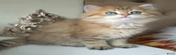 British Longhair cats for sale: British Longhair/Shorthair black golden shaded  - Advert 23