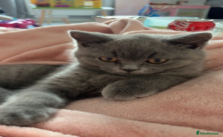 British Shorthair cats - Advert 6