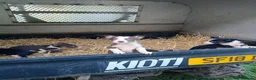 Border Collie dogs for sale: Border collie pups  in Strathaven - Advert 6
