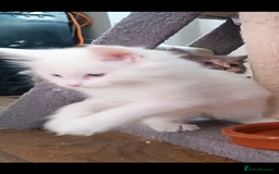 Maine Coon cats for sale: Maine Coon kittens in Manchester  - Image 34