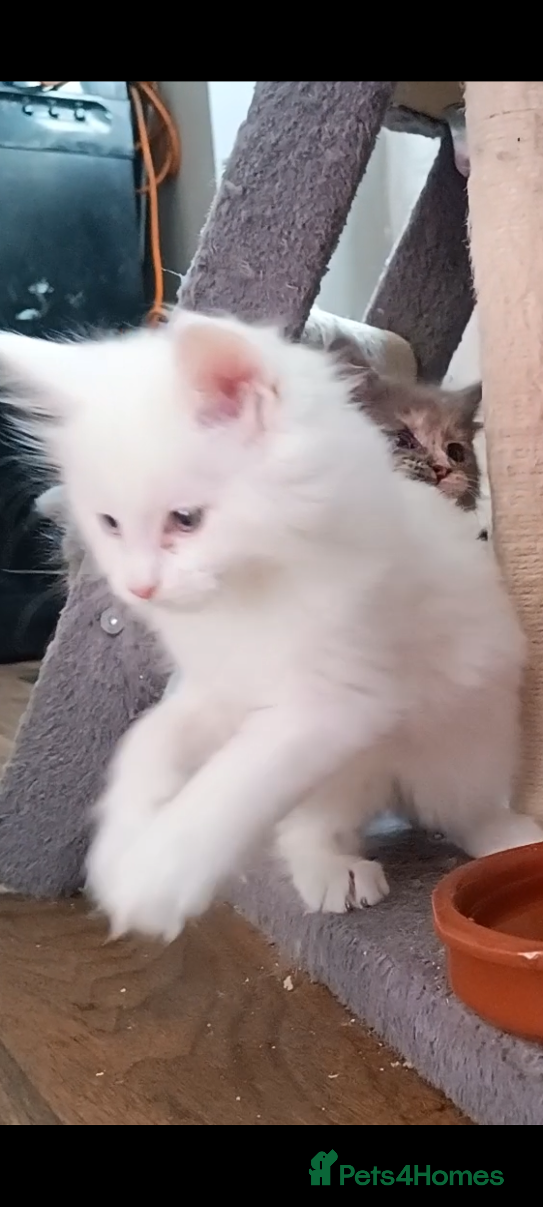 Maine Coon cats for sale: Maine Coon kittens in Manchester  - Image 34