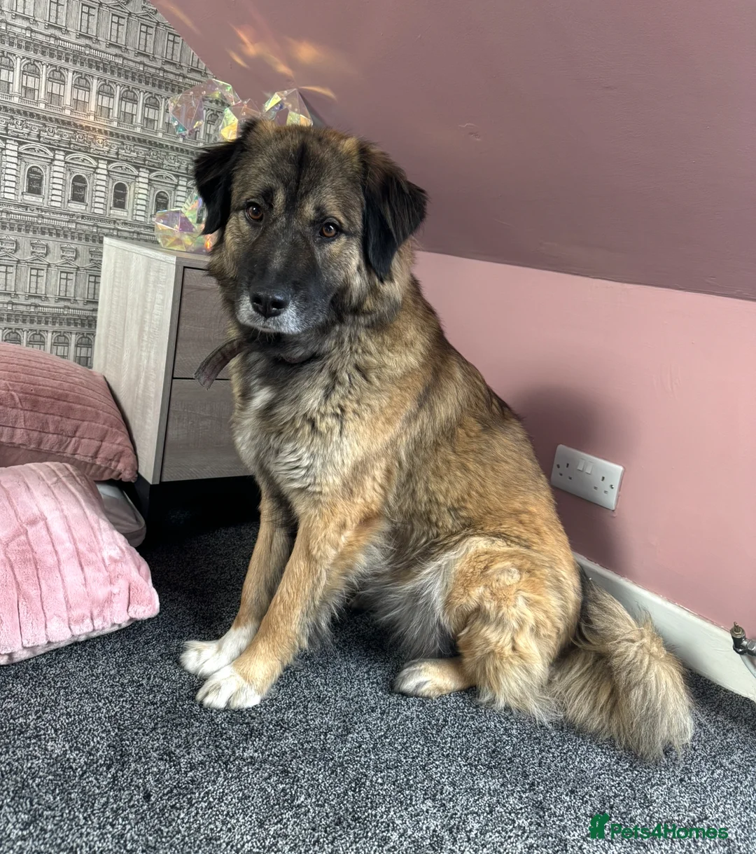 Mixed Breed dogs for sale: German Shepard in need of loving home  - Advert 2